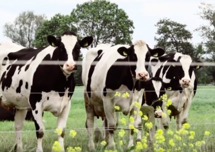 Cows