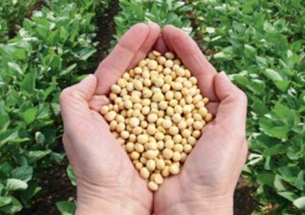 Hands holding soybeans